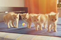 Лот: 7692372. Фото: 7. Солнечные рыжики