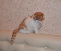 Лот: 3642199. Фото: 5. Продам прекрасного шотландского...