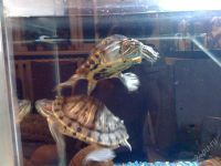 Лот: 2719522. Фото: 2. большие красноухие черепахи! с... Аквариумистика