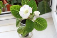 Лот: 3005804. Фото: 2. Глоксиния 24 (цветущая). Комнатные растения и уход