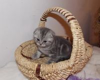 Лот: 3561832. Фото: 3. Шотландский вислоухий котенок. Растения и животные