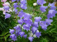 Лот: 7758596. Фото: 6. Многолетники (фалярис, примула...