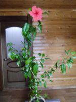 Лот: 20338292. Фото: 2. Комнатный цве. Комнатные растения и уход