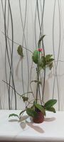 Лот: 20089547. Фото: 5. хойя (Hoya sp. Kast (EPC-934...
