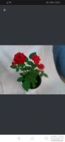 Лот: 13984314. Фото: 2. Роза красная, мелкая. Комнатные растения и уход