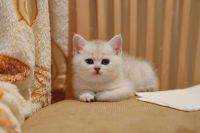 Лот: 4169536. Фото: 4. Продаем британского котенка (девочка... Красноярск