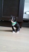 Лот: 10266077. Фото: 5. Очаровательный котёнок! Мальчик...