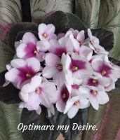 Лот: 9163891. Фото: 2. Фиалка "Optimara myDesire" - лист... Комнатные растения и уход