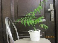 Лот: 6334722. Фото: 2. Пальма хамедорея. Комнатные растения и уход