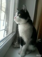 Лот: 10694274. Фото: 5. Молодой котофей ищет ДОМ