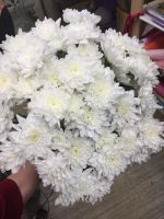 Лот: 9539551. Фото: 5. Упаковка хризантем кустовых 5...