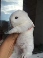 Лот: 10057947. Фото: 4. Кролик,Карликовые крольчата,вислоухие. Красноярск