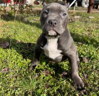 Лот: 21287972. Фото: 3. Собака. Растения и животные