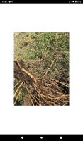Лот: 19103415. Фото: 4. Хмель(корни). Красноярск