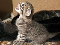 Лот: 4874607. Фото: 6. 5 чудесных новогодних котят от...