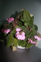 Лот: 5748909. Фото: 2. Фиалка в горшке. Комнатные растения и уход