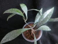 Лот: 13595725. Фото: 2. Хойя Hoya parviflora splach. Комнатные растения и уход