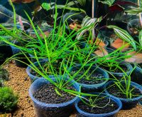 Лот: 16297912. Фото: 5. Криптокорина Нилешвар Cryptocoryne...