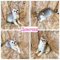 Лот: 12092212. Фото: 2. Шотландские плюшевые котята, вислоушки... Животные и уход