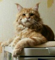 Лот: 11473816. Фото: 7. Котята мейн-кун