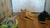 Лот: 13712944. Фото: 6. Котёнок Флоки