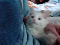 Лот: 822551. Фото: 2. Котёнок Ангорской кошки. Животные и уход