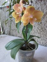 Лот: 25082813. Фото: 3. Орхидея фаленопсис азиатка от... Растения и животные