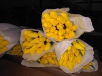 Лот: 10737457. Фото: 2. Тюльпаны жёлтого цвета, EXTRA... Цветы, букеты