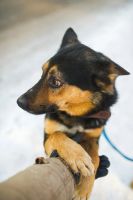 Лот: 8517346. Фото: 4. Отдам красавца в хорошие руки... Красноярск
