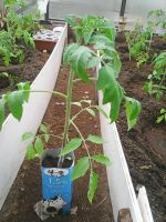 Лот: 9651813. Фото: 5. Помидоры рассада