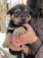 Лот: 3742787. Фото: 4. Щенки! Замечательные охранники... Красноярск