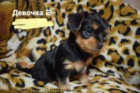 Лот: 14591676. Фото: 3. Щенки таксы и йорка. Растения и животные