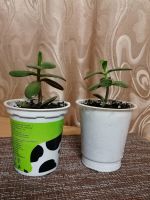 Лот: 16702321. Фото: 5. Денежное дерево (Толстянка)