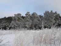 Лот: 2666283. Фото: 2. шикарный участок с соснами. Продажа