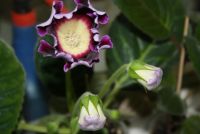 Лот: 4433084. Фото: 2. Глоксиния фиолетовая простая 5... Комнатные растения и уход