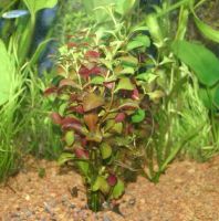 Лот: 5285449. Фото: 5. Людвигия repens (Ludwigia natans...