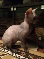 Лот: 7338746. Фото: 2. Котенок Сфинкс. Животные и уход