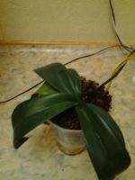 Лот: 8742887. Фото: 3. Продам или обменяю орхидею взрослую... Растения и животные