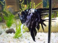 Лот: 849602. Фото: 2. Скалярии. Аквариумистика