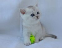 Лот: 4475837. Фото: 2. Британские котята. Животные и уход