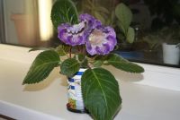 Лот: 4399049. Фото: 5. Глоксиния Тигрина Синяя (цветет...