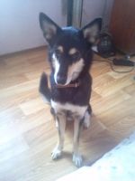 Лот: 4588287. Фото: 4. Срочно отдам собаку в хорошие... Красноярск