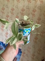 Лот: 5736346. Фото: 2. Традесканция ( зебрина ). Комнатные растения и уход