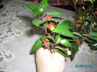 Лот: 487723. Фото: 3. Гипоцирта голая. Растения и животные