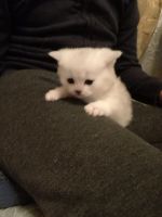 Лот: 15209873. Фото: 7. британские котята