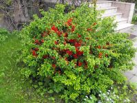 Лот: 4844027. Фото: 5. Айва японская. Не китайская! Семена...