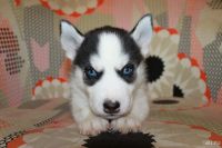 Лот: 8097779. Фото: 4. Щенок сибирской хаски. Голубоглазый... Красноярск