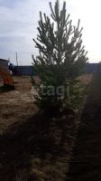 Лот: 25855595. Фото: 16. 1-комн. дача , ДНП Гольфстрим...