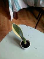 Лот: 9697844. Фото: 3. сансевьера голд ханни. Растения и животные