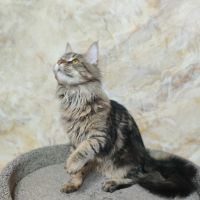 Лот: 21577843. Фото: 4. Котёнок мейн кун дикого окраса. Красноярск